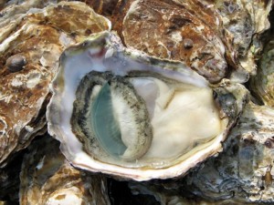 Oysters