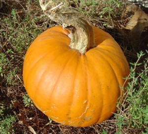 Pumpkin